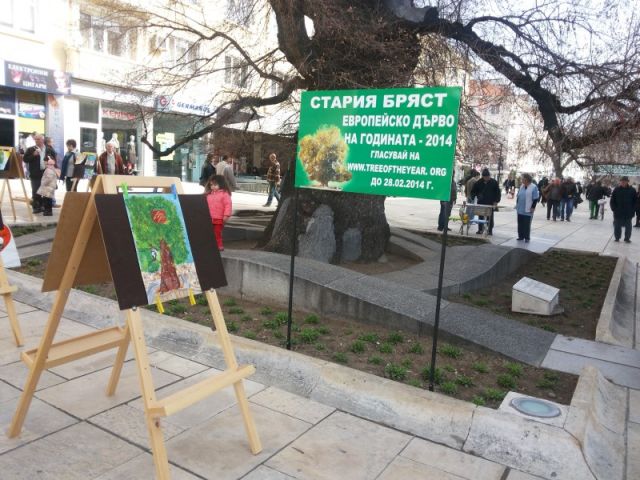 Второ място в конкурс за рисунка "Старият бряст" [20.02.2014]